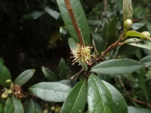 Foto dokumenter Litsea morrisonensis