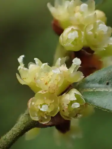 Foto dokumenter Lindera akoensis
