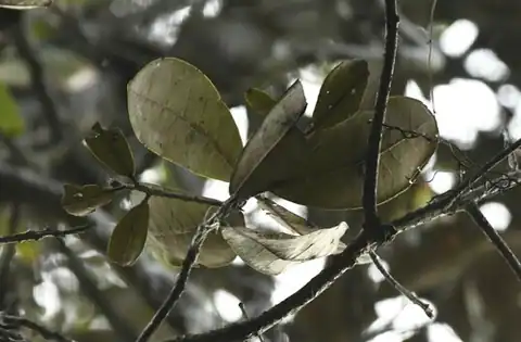 Foto dokumenter Ocotea cuneata