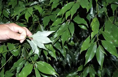 Foto dokumenter Neolitsea acuminatissima