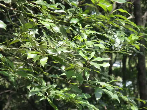 Foto dokumenter Neolitsea aciculata
