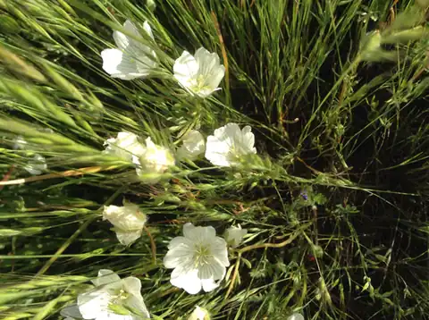 Foto dokumenter Limnanthes alba