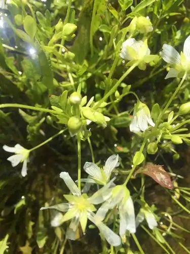 Foto dokumenter Limnanthes vinculans