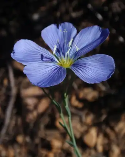 Foto dokumenter Linum lewisii