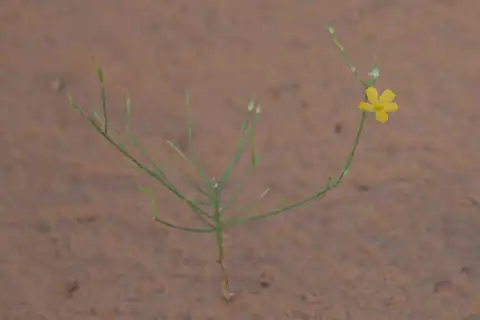 Foto dokumenter Linum aristatum