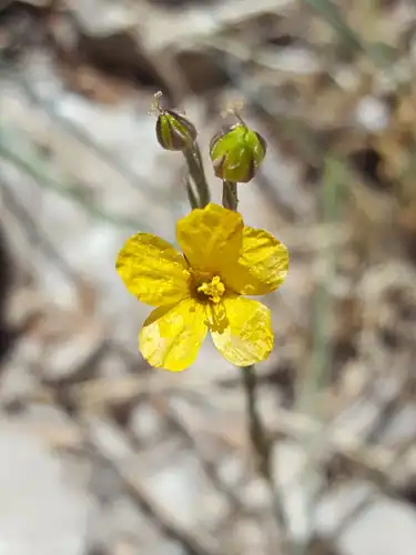 Foto dokumenter Linum australe