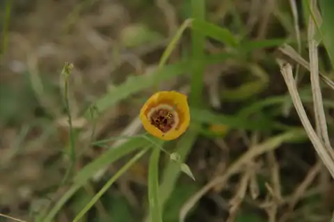 Foto dokumenter Linum elongatum