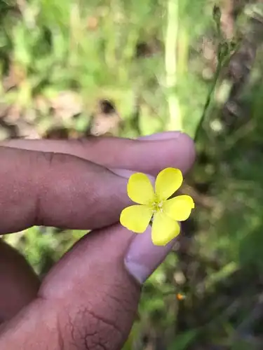 Foto dokumenter Linum floridanum