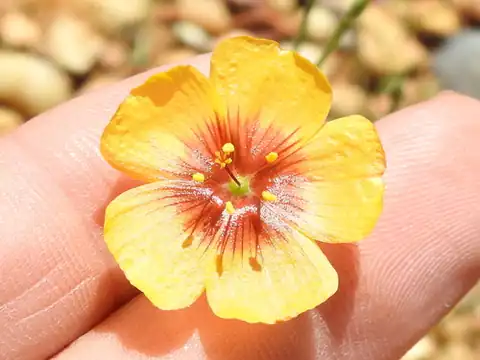 Foto dokumenter Linum hudsonioides