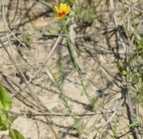 Foto dokumenter Linum imbricatum