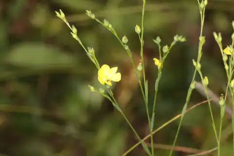 Foto dokumenter Linum intercursum