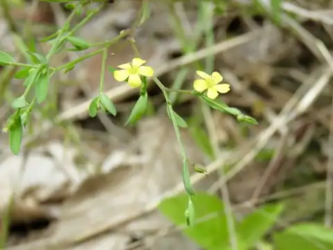 Foto dokumenter Linum striatum