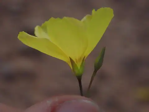 Foto dokumenter Linum subteres