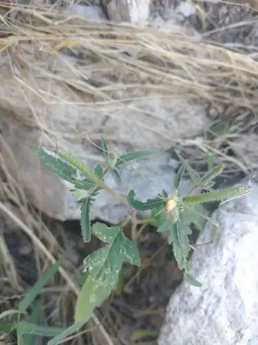 Foto dokumenter Mentzelia asperula