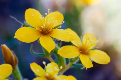 Foto dokumenter Mentzelia affinis