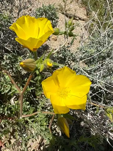 Foto dokumenter Mentzelia eremophila