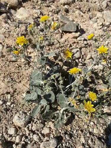 Foto dokumenter Mentzelia oreophila