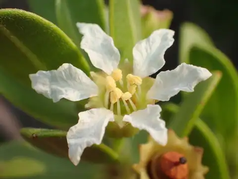 Foto dokumenter Pemphis acidula