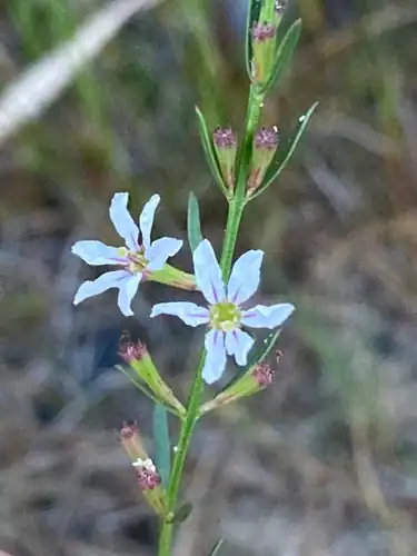 Foto dokumenter Lythrum lineare