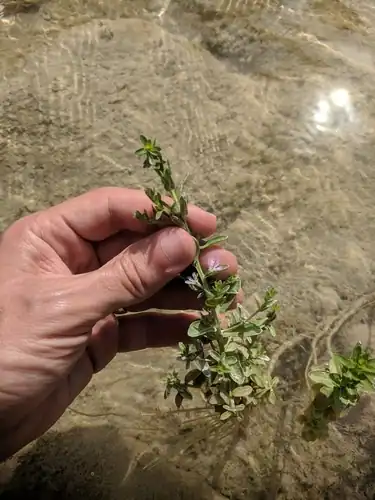 Foto dokumenter Lythrum ovalifolium
