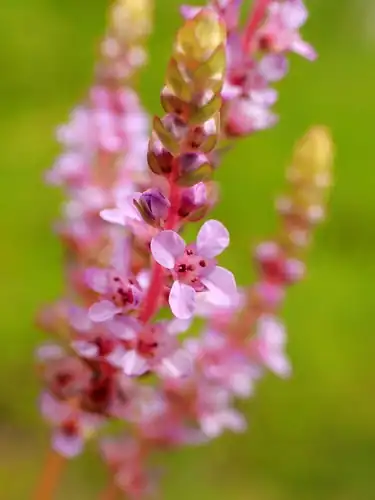 Foto dokumenter Rotala rotundifolia