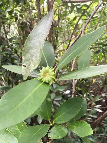 Foto dokumenter Illicium parviflorum