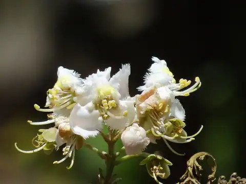 Foto dokumenter Hiptage benghalensis