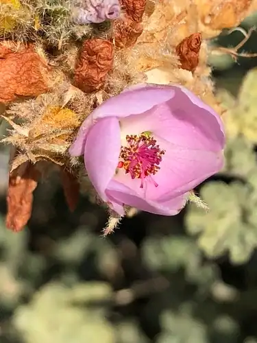 Foto dokumenter Malacothamnus densiflorus