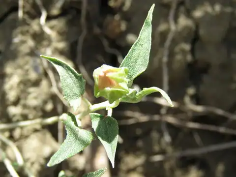 Foto dokumenter Malvella sagittifolia
