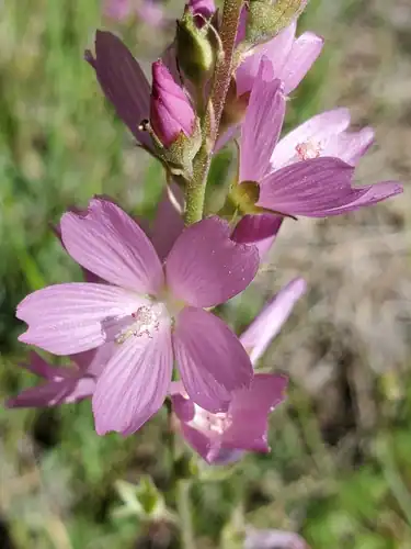 Foto dokumenter Sidalcea oregana
