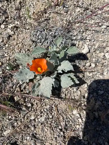 Foto dokumenter Sphaeralcea caespitosa