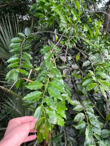 Foto dokumenter Ilex krugiana