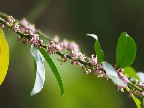 Foto dokumenter Ilex pubescens