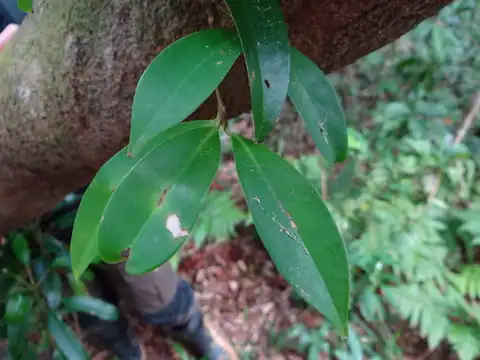 Foto dokumenter Ilex cochinchinensis