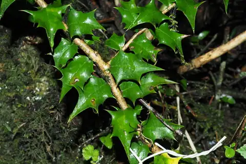 Foto dokumenter Ilex bioritsensis