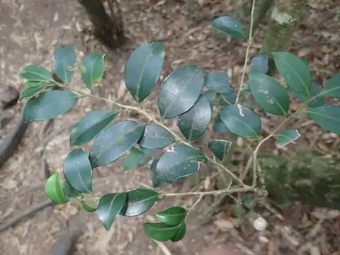 Foto dokumenter Ilex goshiensis