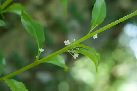 Foto dokumenter Ilex kusanoi