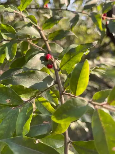 Foto dokumenter Ilex memecylifolia
