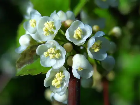 Foto dokumenter Ilex asprella
