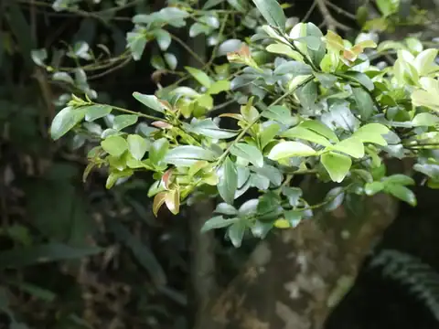 Foto dokumenter Ilex lohfauensis