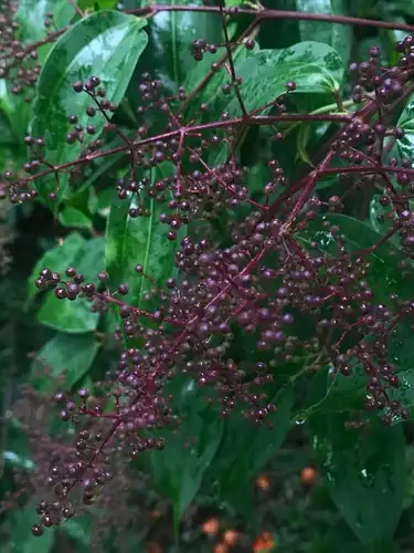 Foto dokumenter Miconia minutiflora