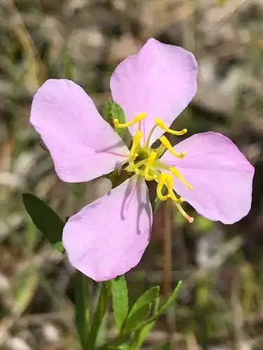 Foto dokumenter Rhexia salicifolia