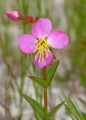 Foto dokumenter Rhexia virginica