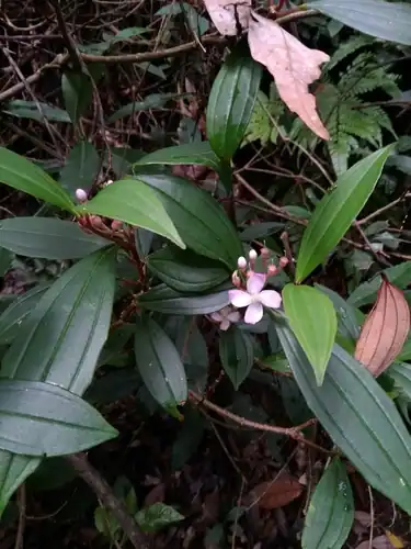 Foto dokumenter Medinilla fengii