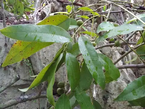 Foto dokumenter Hyperbaena laurifolia