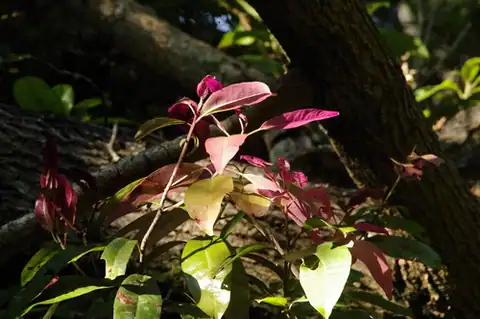 Foto dokumenter Myrsine lanaiensis