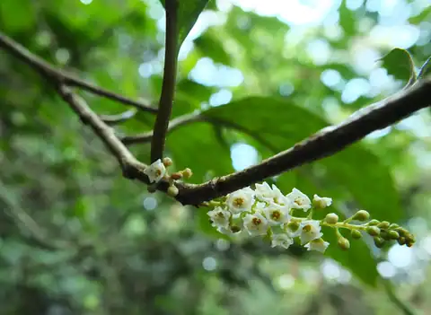 Foto dokumenter Maesa indica