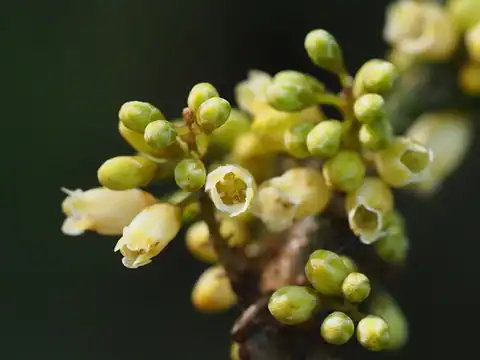 Foto dokumenter Maesa japonica