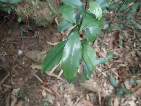 Foto dokumenter Myrsine stolonifera