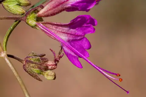 Foto dokumenter Mirabilis coccinea